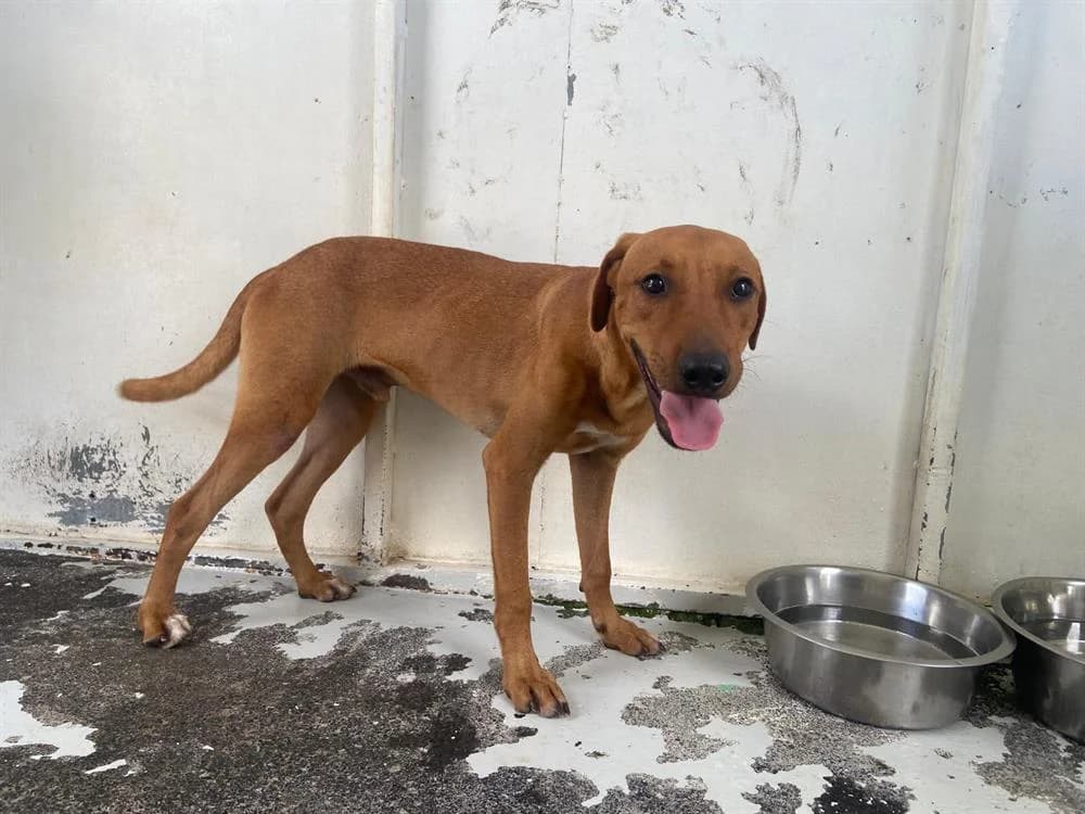 ARAGORN, male Mixed Breed for adoption at SPA Château-d'Olonne