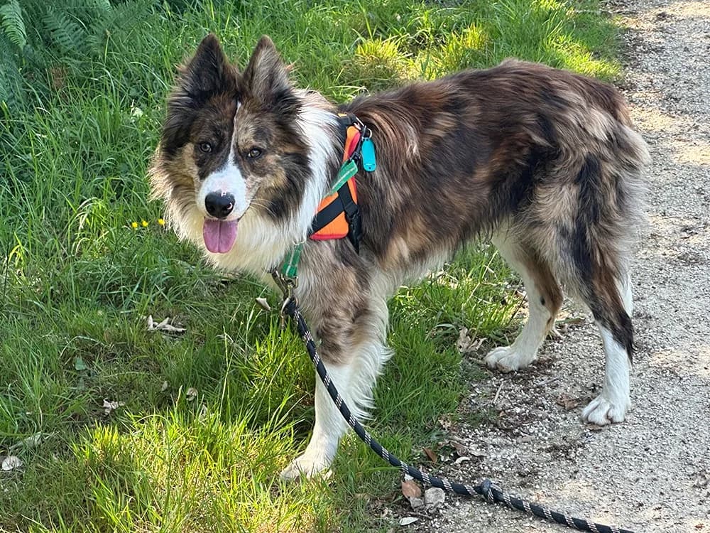 GASTON, male young Border Collie for adoption at SPA Château-d'Olonne