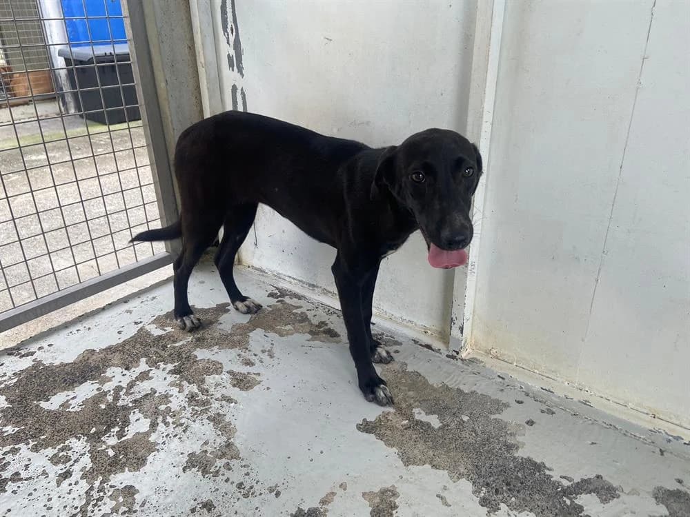 ARWEN (réservée), female Mixed Breed for adoption at SPA Château-d'Olonne