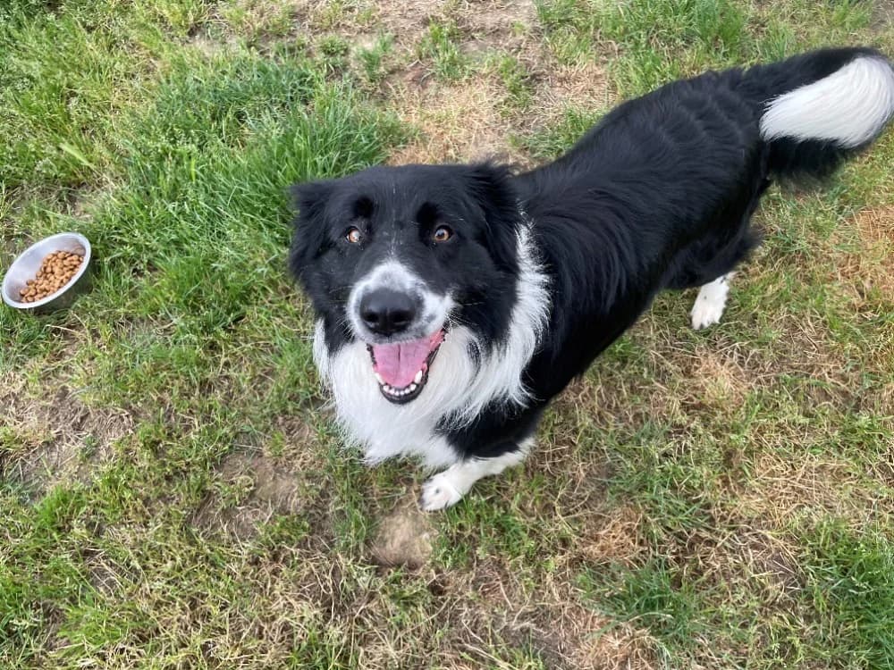 LASSO(reservé), male 5yo Border Collie for adoption at SPA Château-d'Olonne