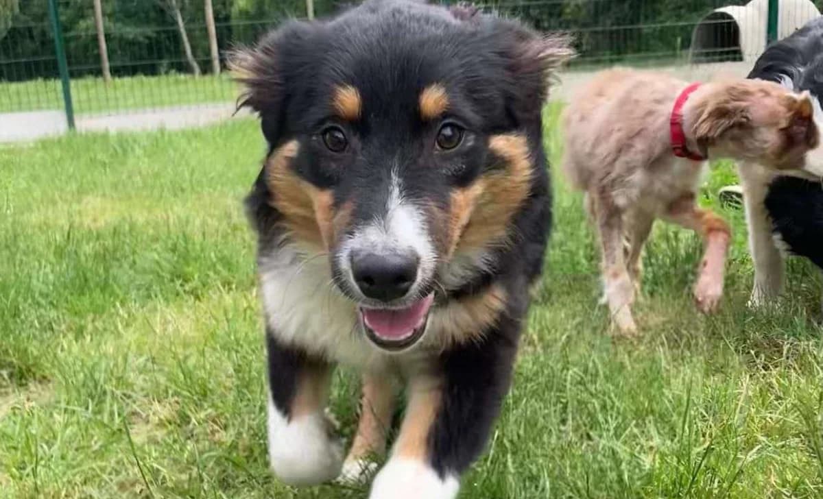 Armonie (réservée), female Australian Shepherd for adoption at SPA Château-d'Olonne