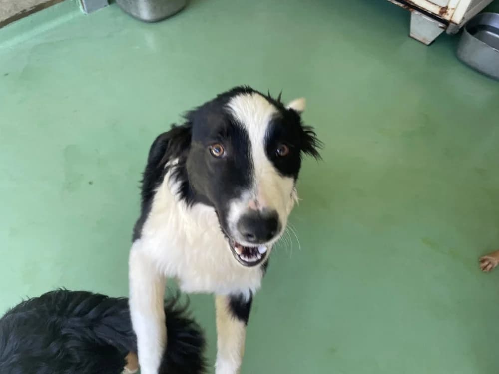 Atika, female Australian Shepherd for adoption at SPA Château-d'Olonne