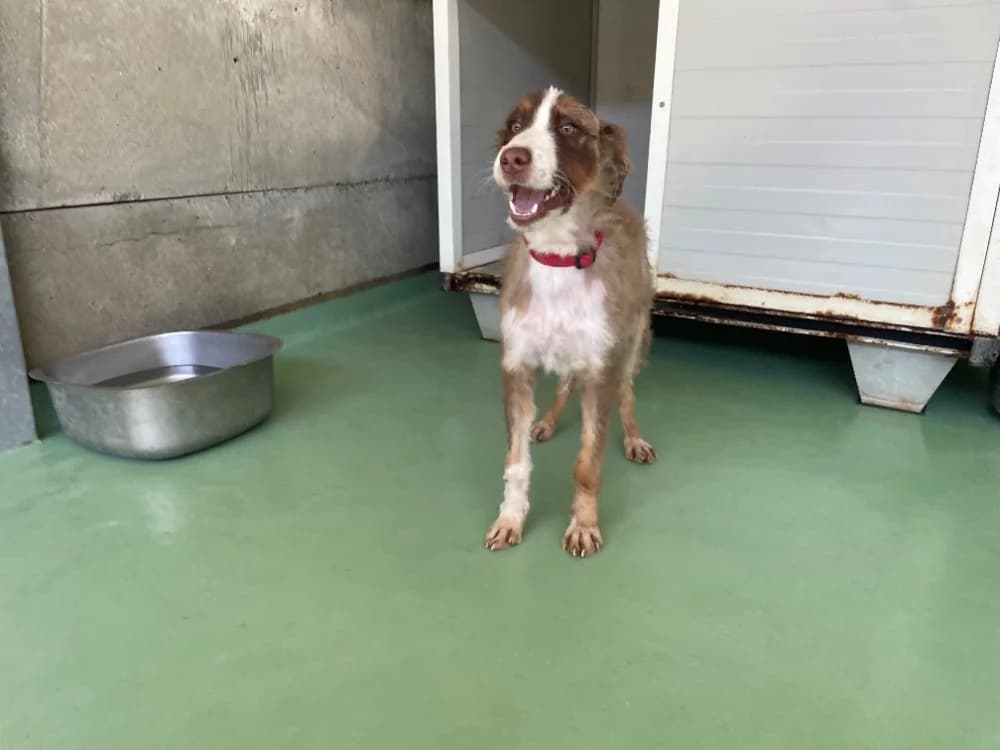 Aloha (reservée), female Australian Shepherd for adoption at SPA Château-d'Olonne