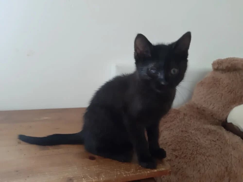 Baghi (réservé), male Mixed Breed for adoption at SPA Château-d'Olonne