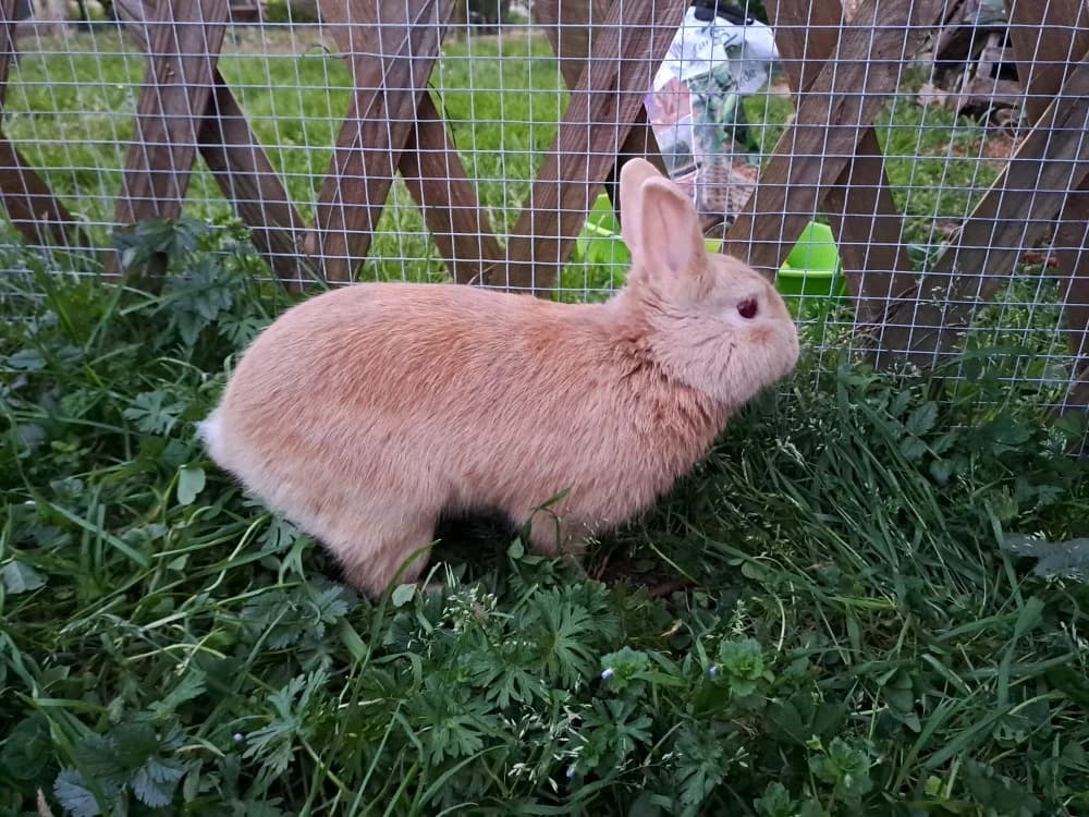 MOSCATO, male young Mixed Breed for adoption at SPA Château-d'Olonne