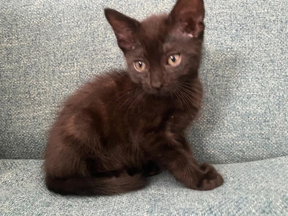 GNOCCHI, male Mixed Breed for adoption at SPA Château-d'Olonne