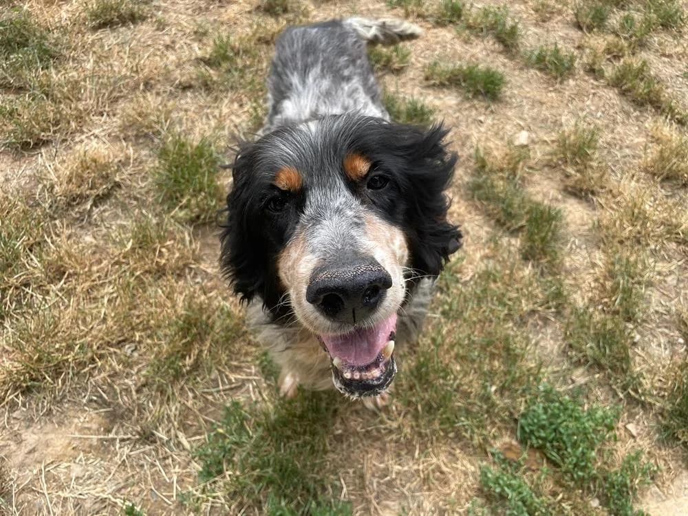 IRUN, male senior English Setter for adoption at SPA Château-d'Olonne
