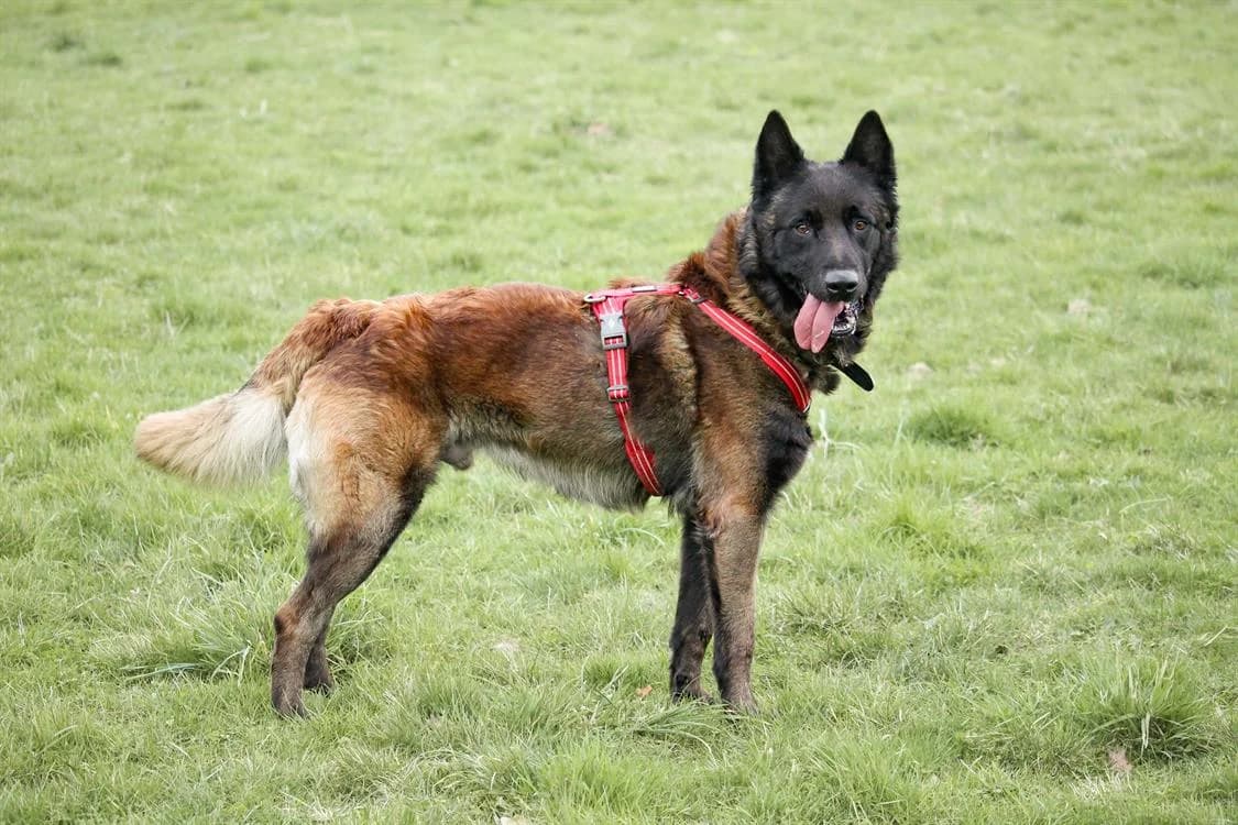 R'GIBBS, male 5yo Belgian Malinois for adoption at SPA Château-d'Olonne