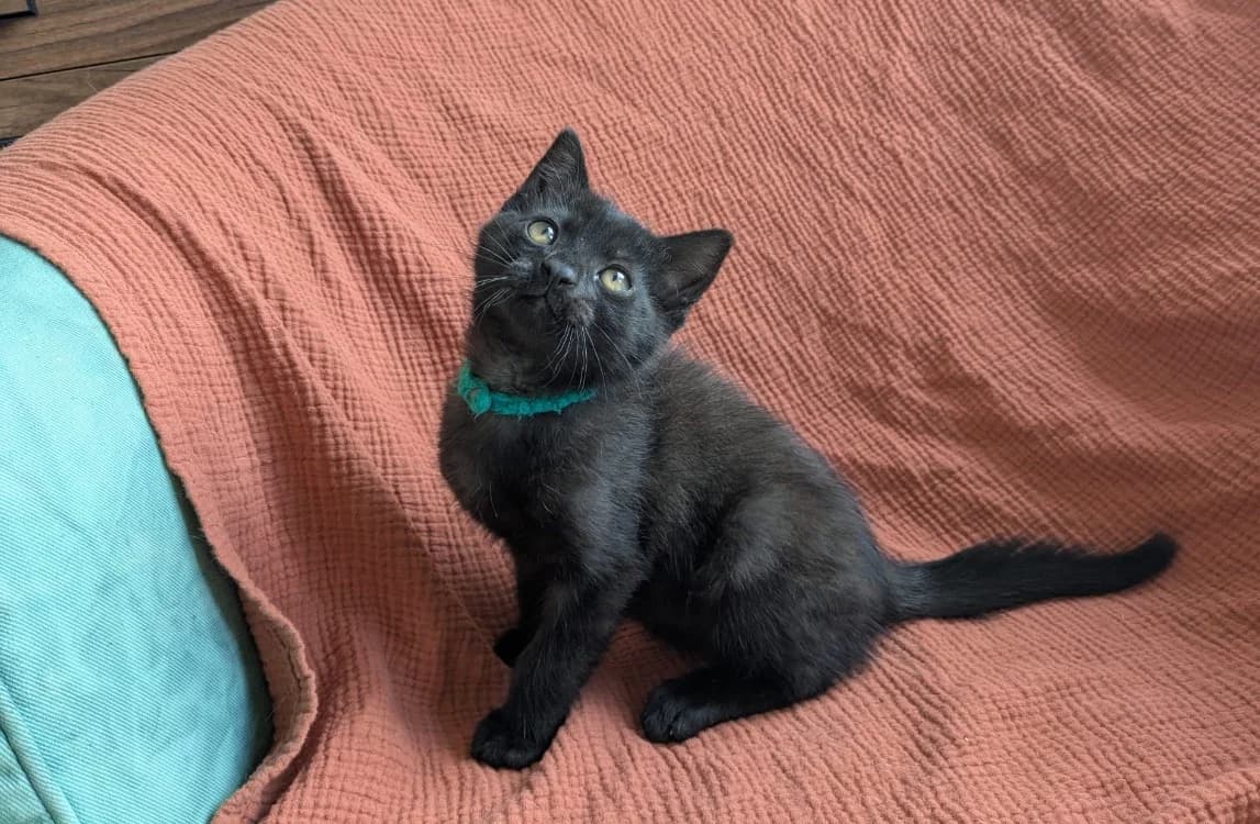 MARCEL, male Mixed Breed for adoption at SPA Château-d'Olonne
