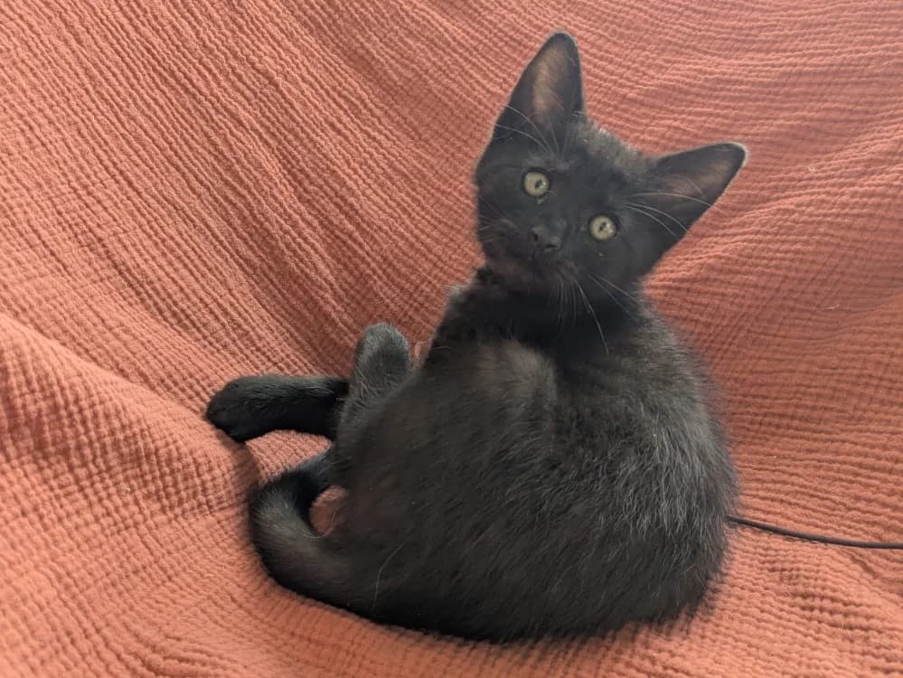 Bao, male puppy Mixed Breed for adoption at SPA Château-d'Olonne