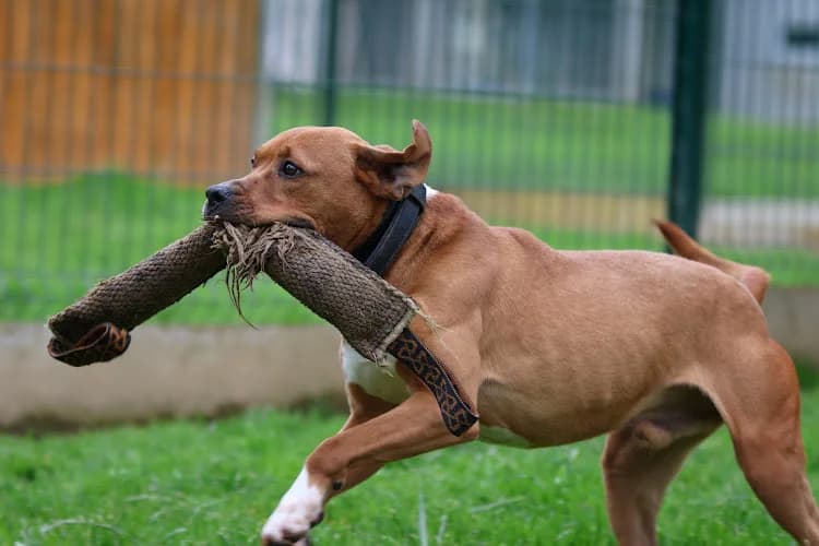 LAIKO, male senior Mixed Breed for adoption at SPA Château-d'Olonne