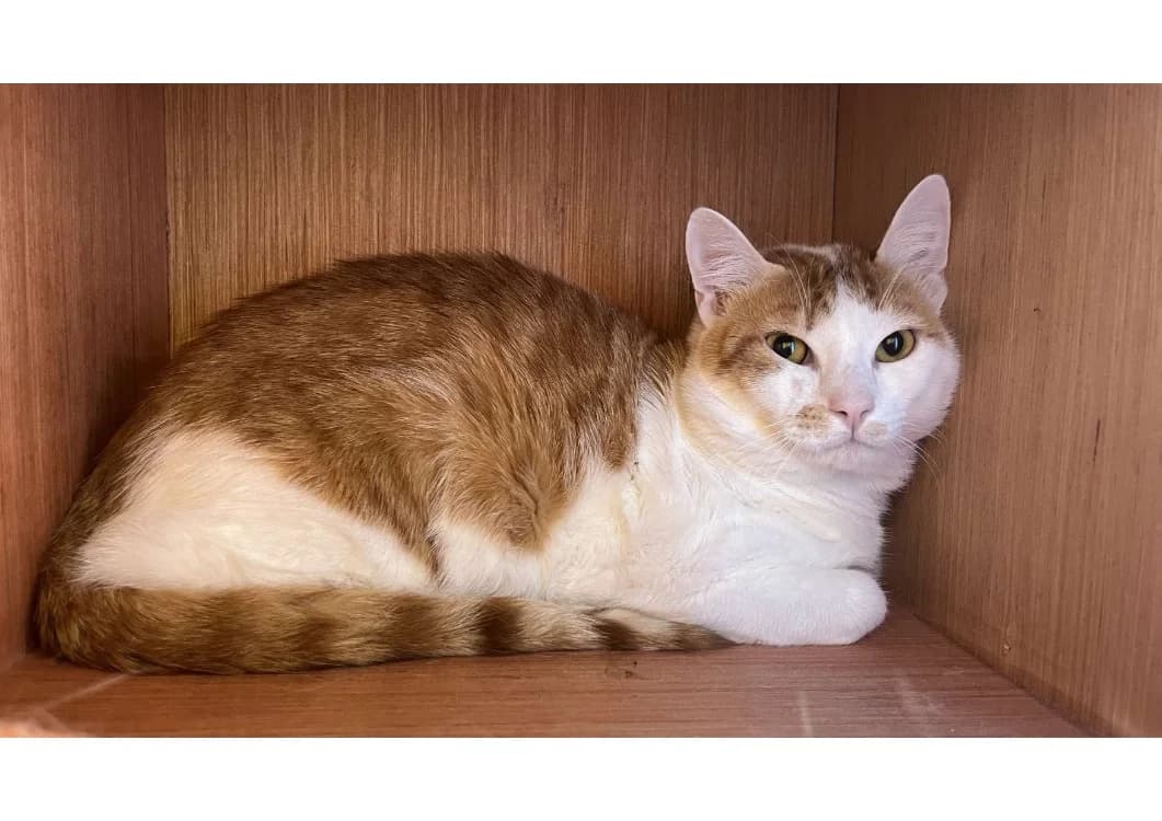 Matcha, male young Mixed Breed for adoption at SPA Château-d'Olonne