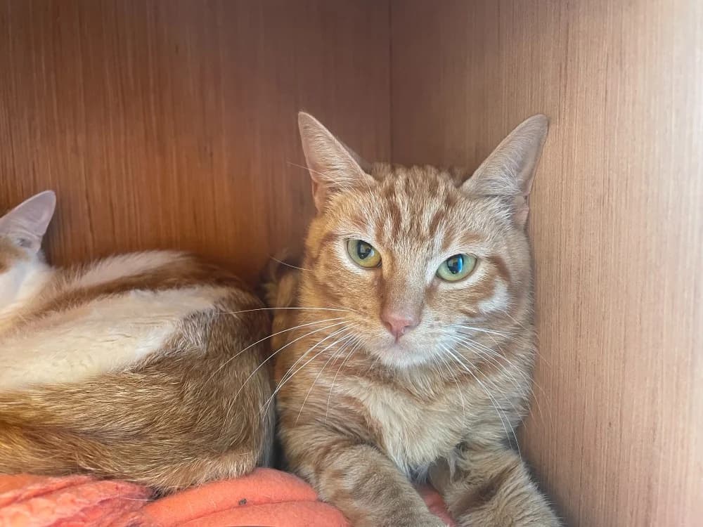 marlow, male Mixed Breed for adoption at SPA Château-d'Olonne