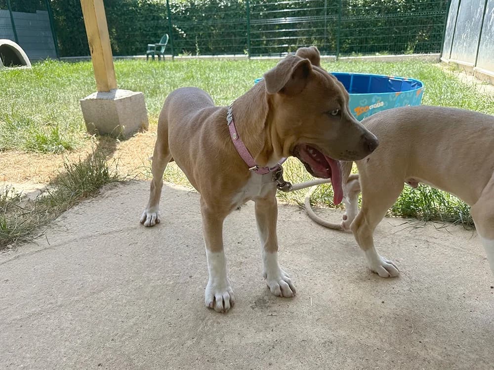 luna, female puppy Mixed Breed for adoption at SPA Château-d'Olonne