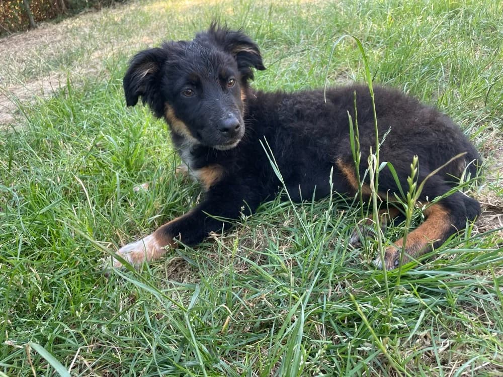 cola, male puppy Mixed Breed for adoption at SPA Château-d'Olonne
