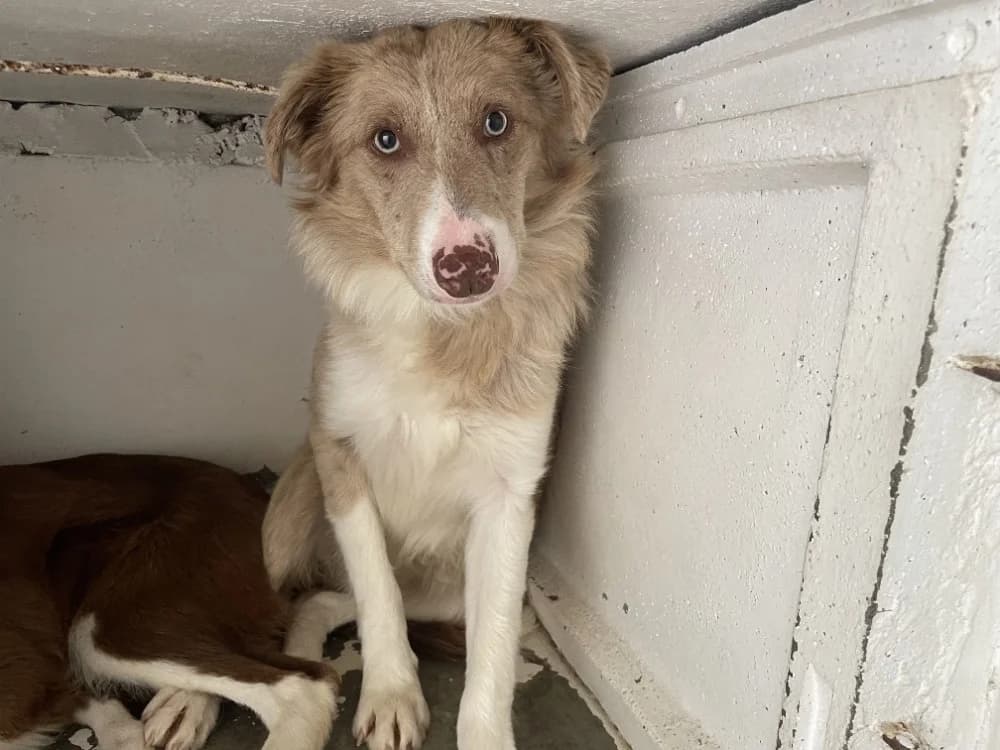 CACAHUETE, female young Border Collie for adoption at SPA Château-d'Olonne