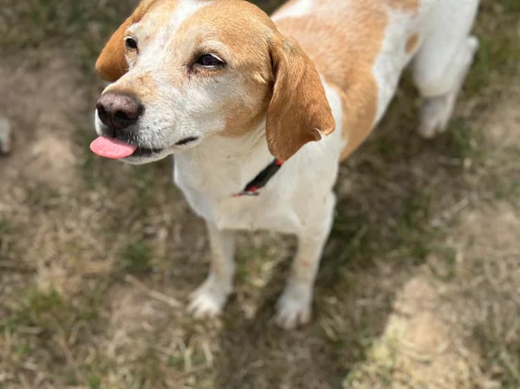 josette, female senior Beagle for adoption at SPA Château-d'Olonne