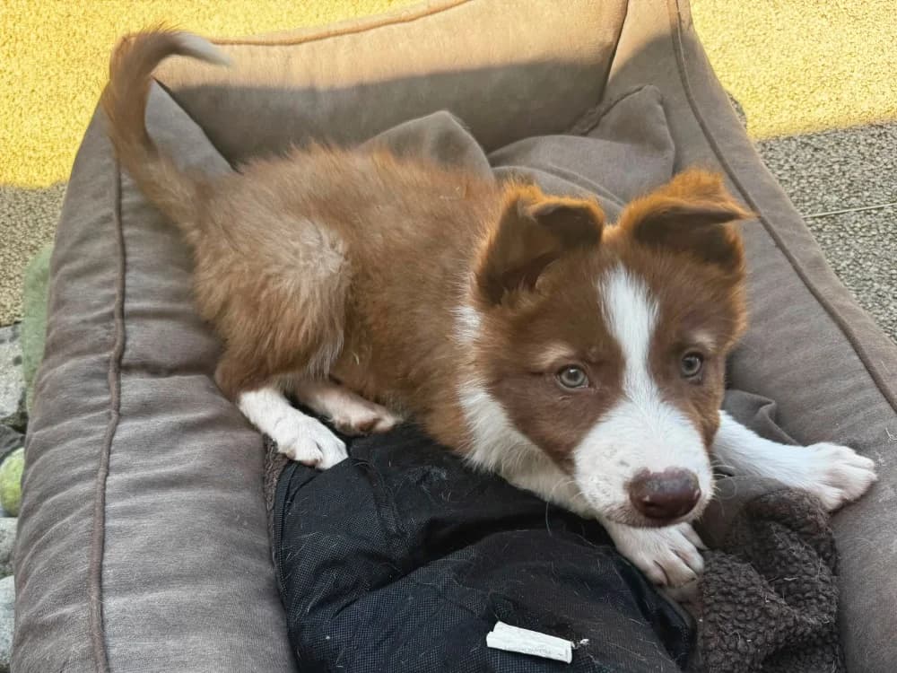 BANJO, male puppy Border Collie for adoption at SPA Château-d'Olonne