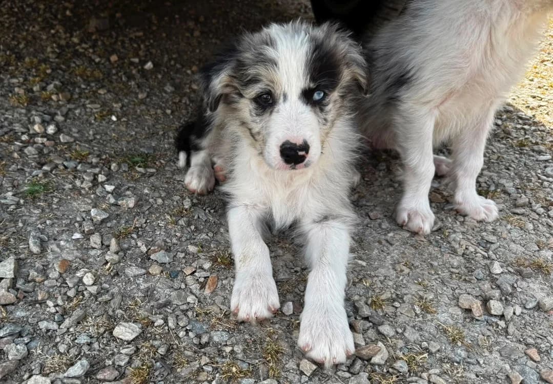 Boblé, male puppy Border Collie for adoption at SPA Château-d'Olonne
