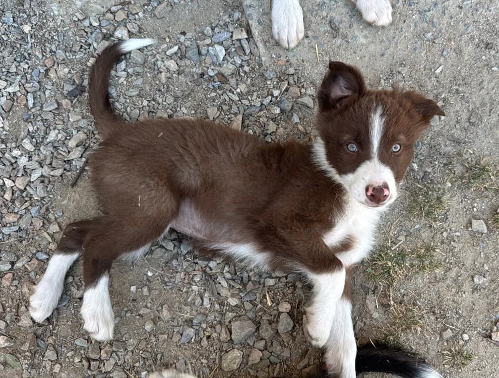 BILLIE, female puppy Border Collie for adoption at SPA Château-d'Olonne