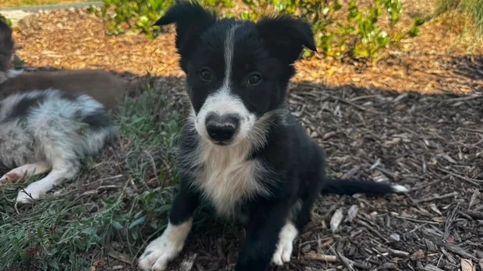 BAMBA, female puppy Border Collie for adoption at SPA Château-d'Olonne