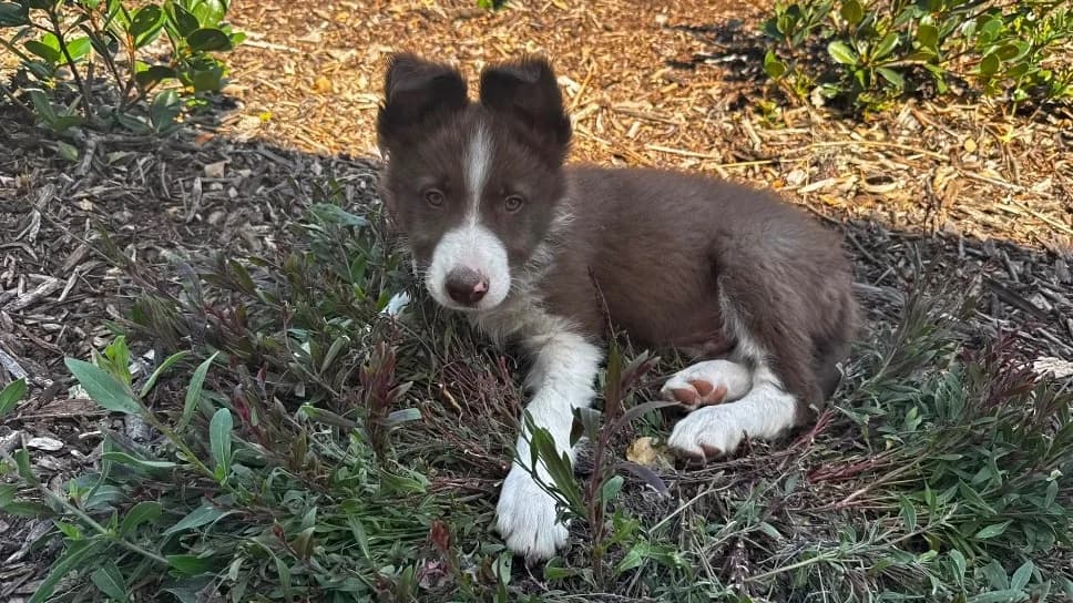 BINIOU, male puppy Border Collie for adoption at SPA Château-d'Olonne