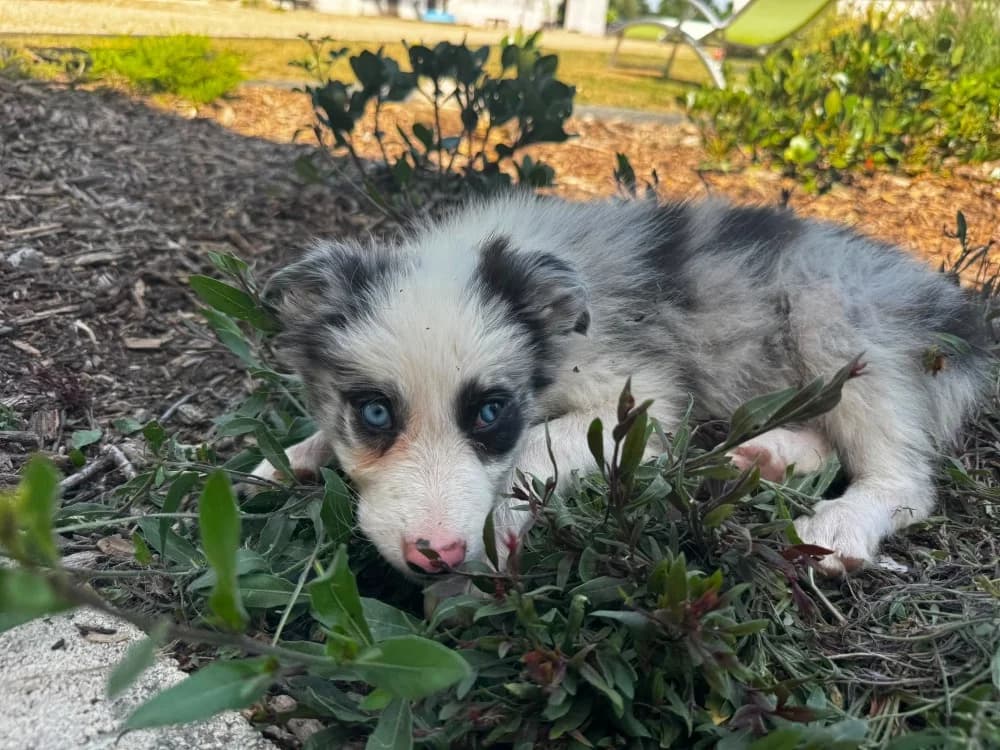 Birdy, female puppy Border Collie for adoption at SPA Château-d'Olonne