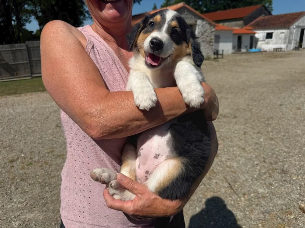 BRUNELLE, female mixed breed for adoption at SPA Château-d'Olonne