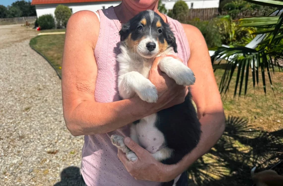 BENOITE, female mixed breed for adoption at SPA Château-d'Olonne