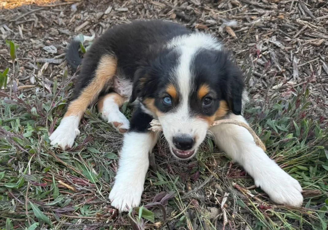 BROCOLI, male puppy mixed breed for adoption at SPA Château-d'Olonne