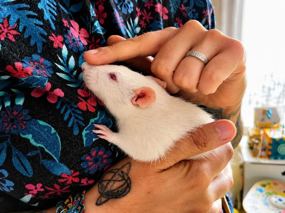 JAVOTTE, female young mixed breed for adoption at SPA Château-d'Olonne