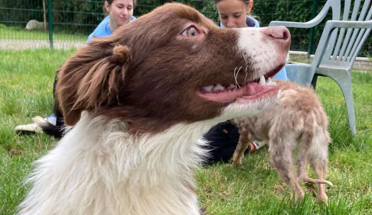 Abu, male Australian Shepherd for adoption at SPA Château-d'Olonne