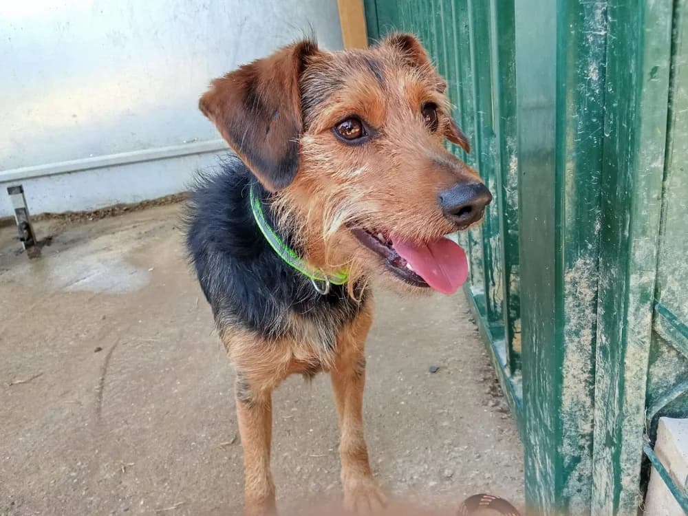 tresor, male 5yo Mixed Breed for adoption at SPA Château-d'Olonne