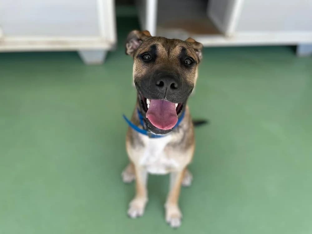 lina, female young Mixed Breed for adoption at SPA Château-d'Olonne