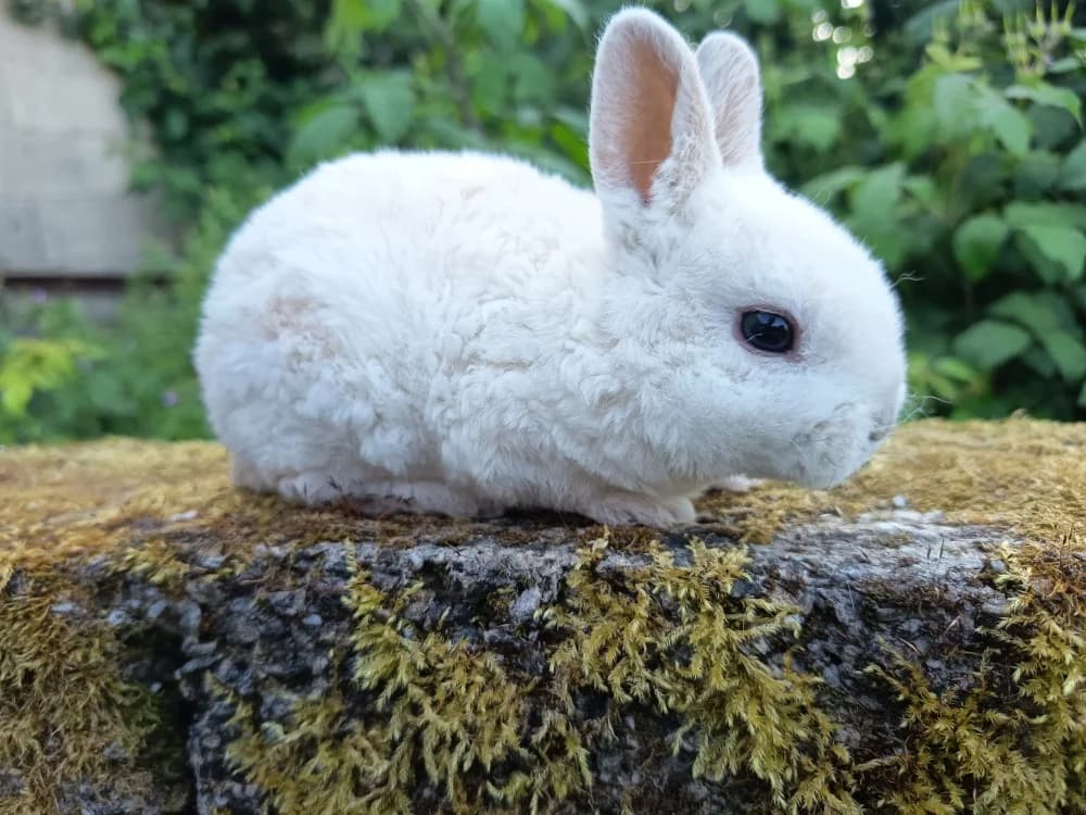 Pomme, female Mixed Breed for adoption at SPA Château-d'Olonne