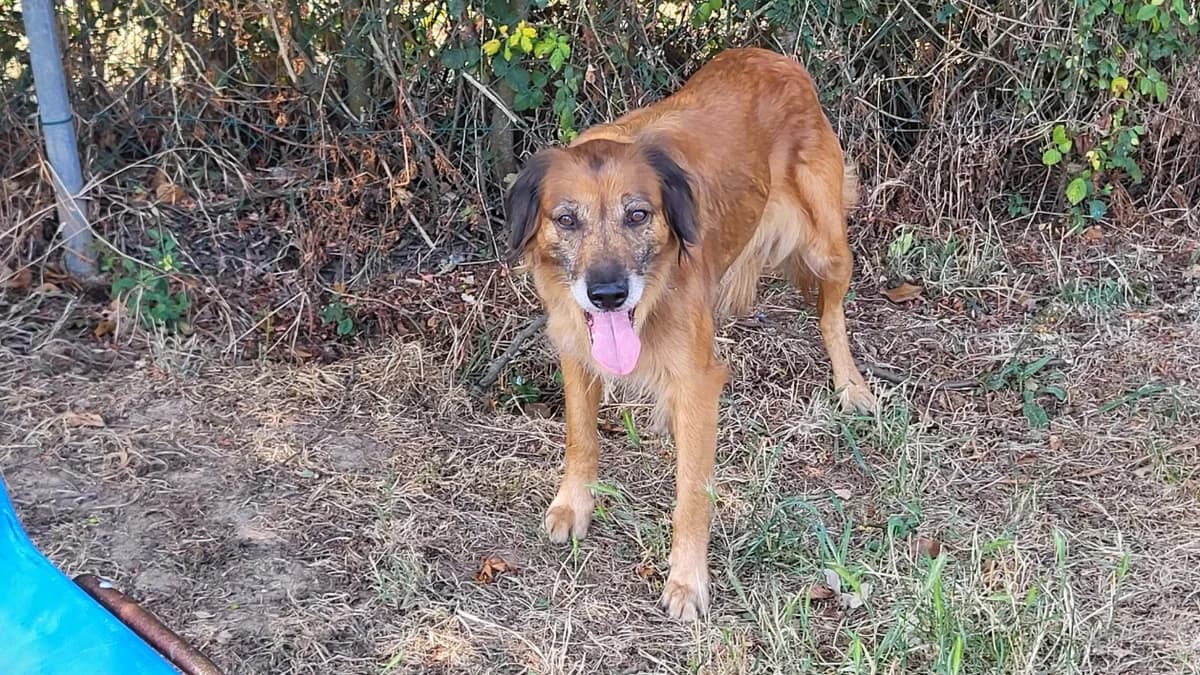 Masurka, female senior English Setter for adoption at SPA Château-d'Olonne