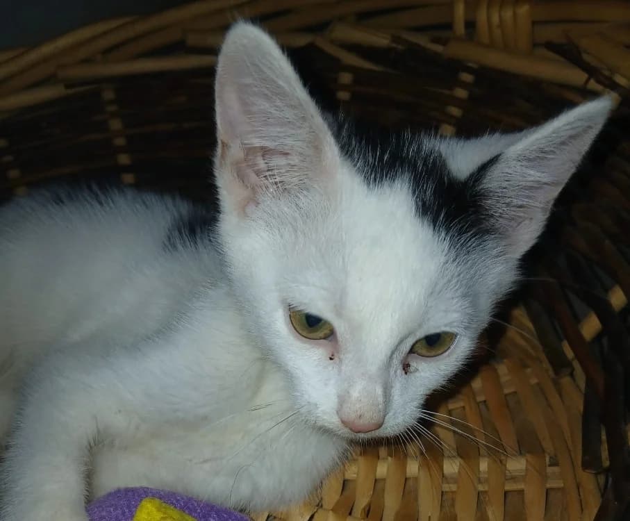 Bao, male puppy Mixed Breed for adoption at SPA Château-d'Olonne