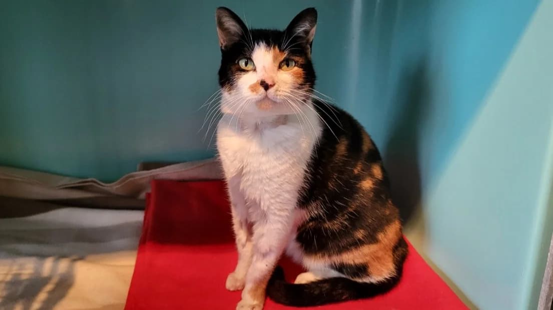 Bloody, female 3yo Mixed Breed for adoption at SPA Château-d'Olonne