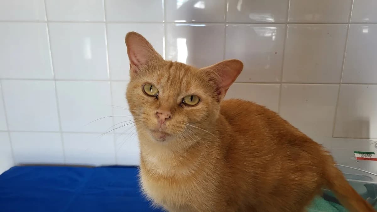 sativa, female 5yo Mixed Breed for adoption at SPA Château-d'Olonne