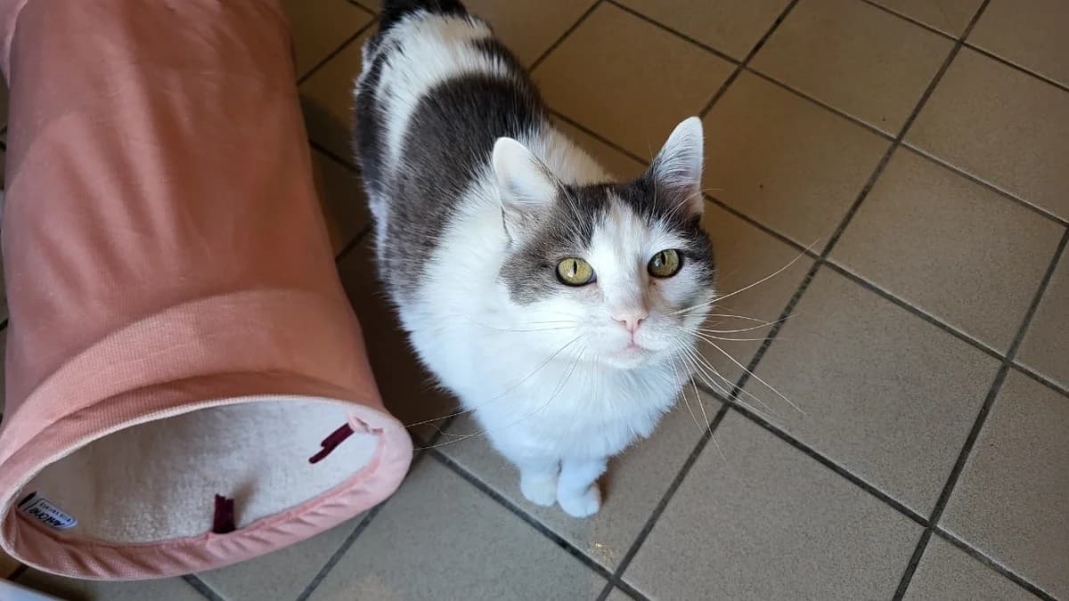 KETTY, female senior Mixed Breed for adoption at SPA Château-d'Olonne