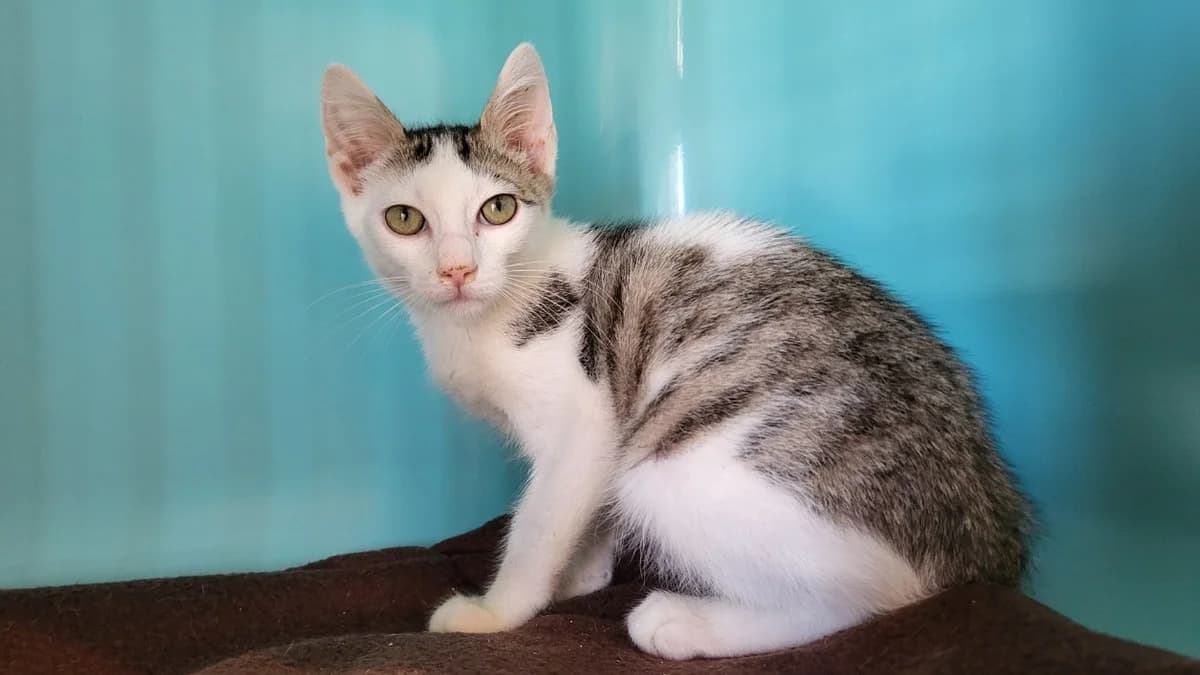 nino, male Mixed Breed for adoption at SPA Château-d'Olonne