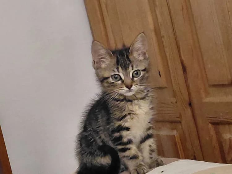 mercy, female Mixed Breed for adoption at SPA Château-d'Olonne