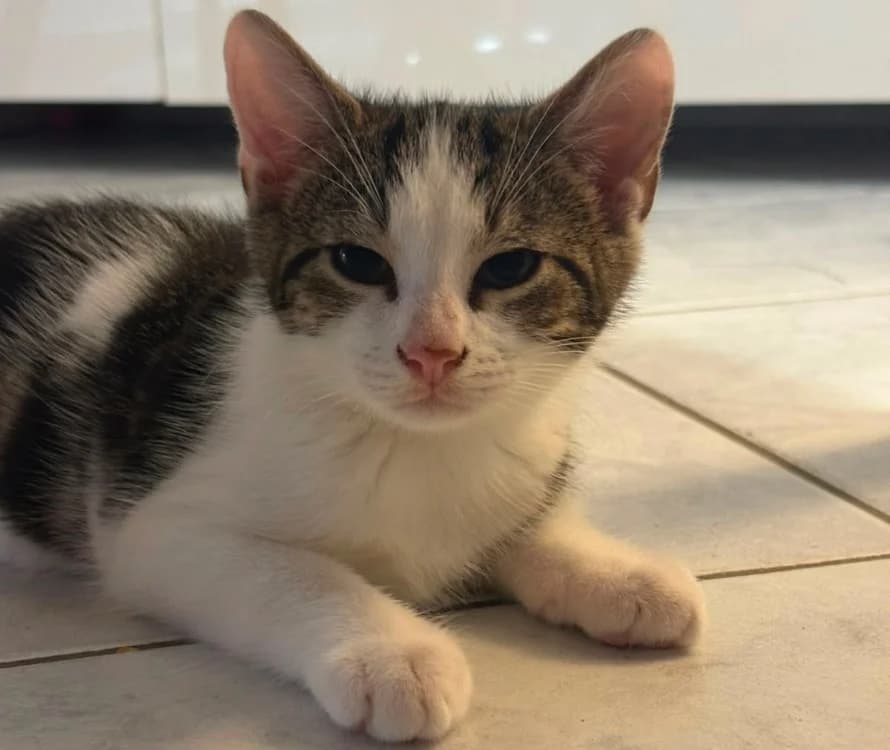 BRANCH, male puppy Mixed Breed for adoption at SPA Château-d'Olonne