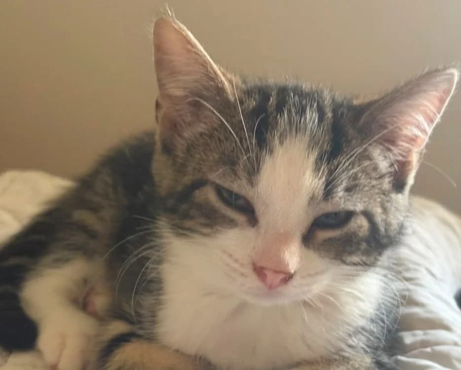 POPY, female Mixed Breed for adoption at SPA Château-d'Olonne