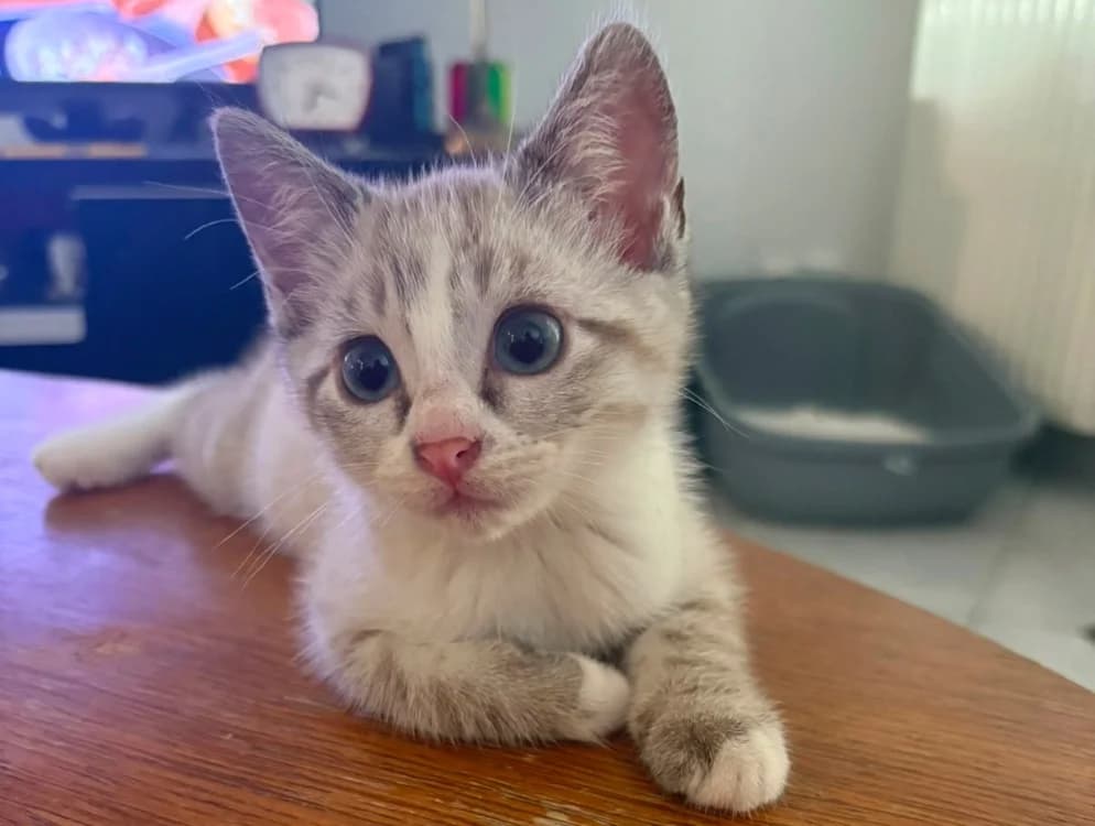 SMOKY, female Mixed Breed for adoption at SPA Château-d'Olonne
