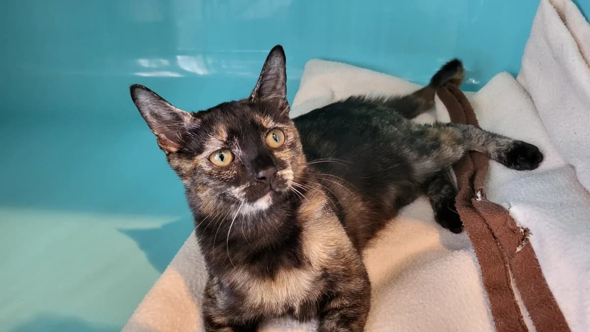 MYCHA, female Mixed Breed for adoption at SPA Château-d'Olonne