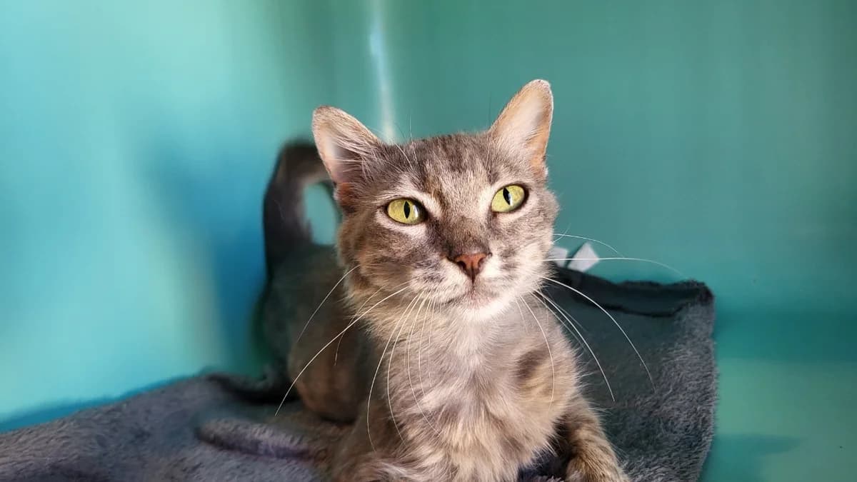 GRISETTE, female Siamese for adoption at SPA Château-d'Olonne