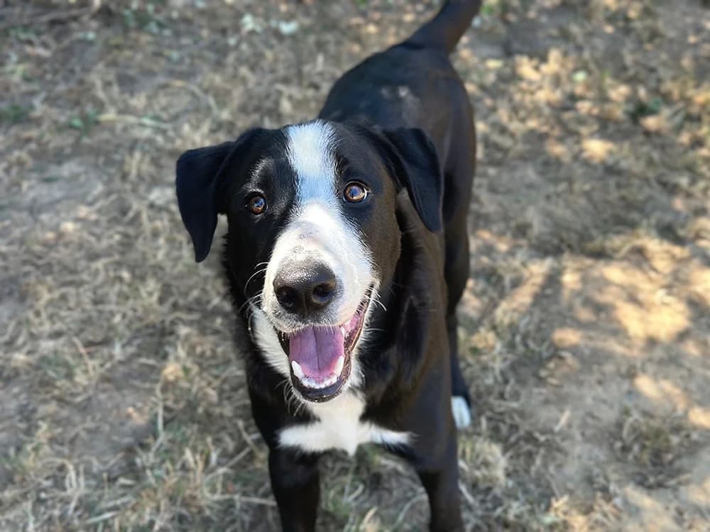 AKA, male Border Collie for adoption at SPA Château-d'Olonne