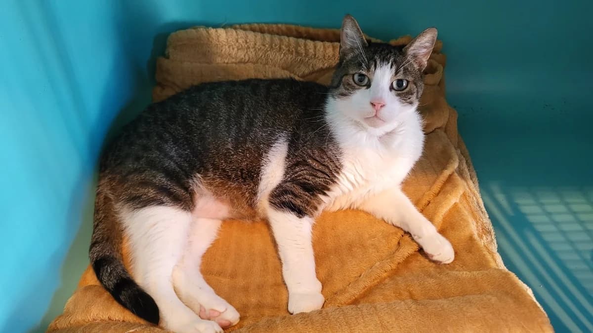 Newton, male 6yo Mixed Breed for adoption at SPA Château-d'Olonne