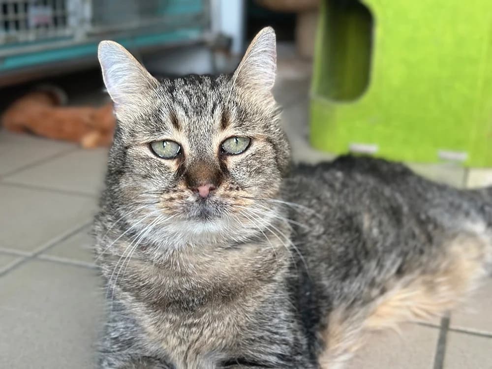 yoman, male senior Mixed Breed for adoption at SPA Château-d'Olonne